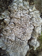 Lecanoromycetes