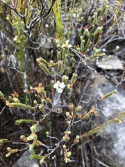 Euchaetis laevigata