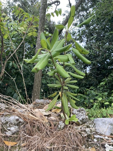 Pittosporum tobira