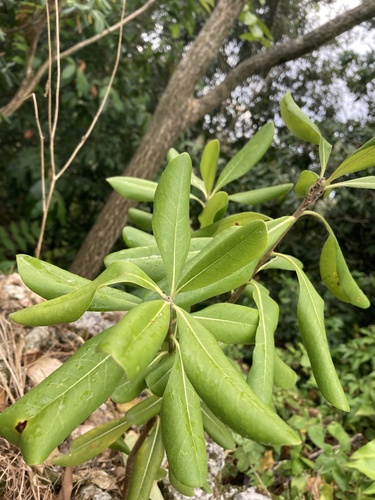 Pittosporum tobira
