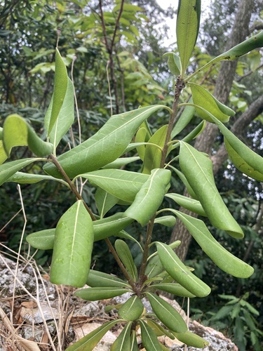 Pittosporum tobira