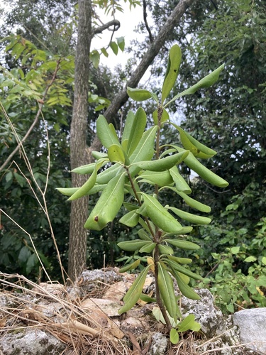 Pittosporum tobira