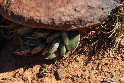 Adromischus trigynus (Adromischus trigynus)