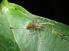 Thwaitesia margaritifera