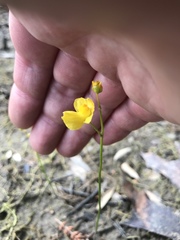 Utricularia striata