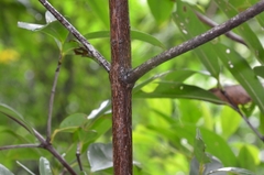Garcinia oblongifolia