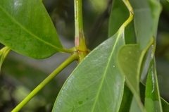 Garcinia oblongifolia