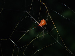 Argyrodes miniaceus