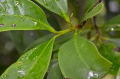 Garcinia oblongifolia