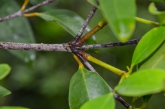 Garcinia oblongifolia