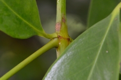 Garcinia oblongifolia