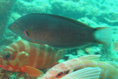 Halichoeres melanochir