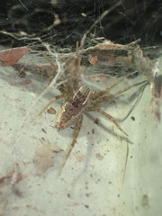 Dendrolycosa robusta