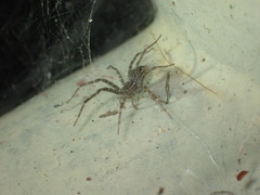 Dendrolycosa