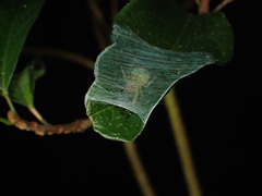 Bijoaraneus mitificus