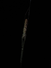 Tetragnatha praedonia