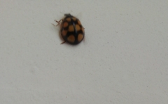 Harmonia axyridis