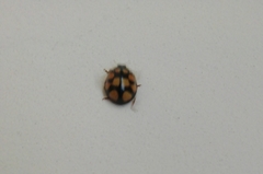Harmonia axyridis
