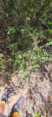 Epacris longiflora