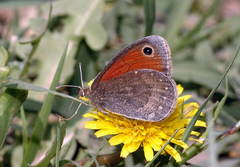 Coenonympha myops
