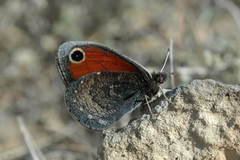 Coenonympha myops