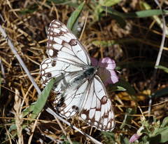 Melanargia parce