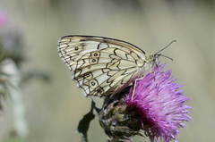Melanargia parce
