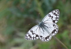 Melanargia parce