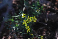 Senecio erysimoides