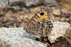 Pseudochazara hippolyte