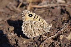 Pseudochazara hippolyte