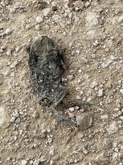 Rhinella horribilis