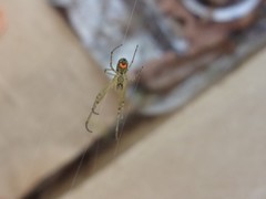 Leucauge venusta