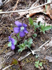 Viola palmata