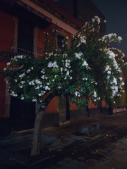 Ipomoea pauciflora