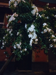 Ipomoea pauciflora