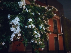Ipomoea pauciflora