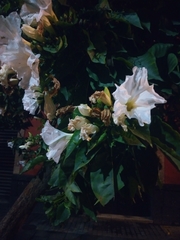 Ipomoea pauciflora