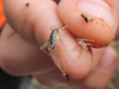 Ceuthophilus maculatus