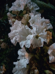 Ipomoea pauciflora