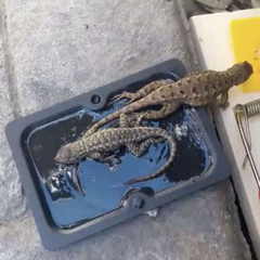 Sceloporus occidentalis
