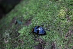 Cypherotylus vicinus