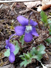 Viola palmata