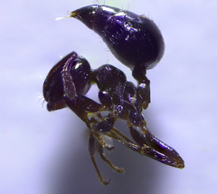 Crematogaster crinosa