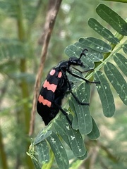 Hycleus biundulatus