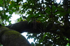 Peristeranthus hillii