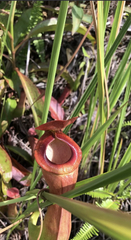 Nepenthes mirabilis