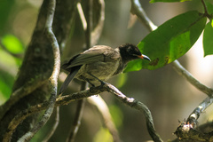 Bolemoreus frenatus