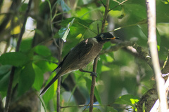 Bolemoreus frenatus