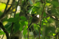 Bolemoreus frenatus